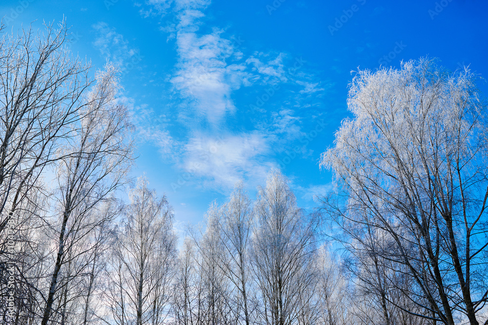 The crowns of birch trees are covered with frost in the winter against the blue sky. The crowns of birch trees are covered with frost in the winter against the blue sky.