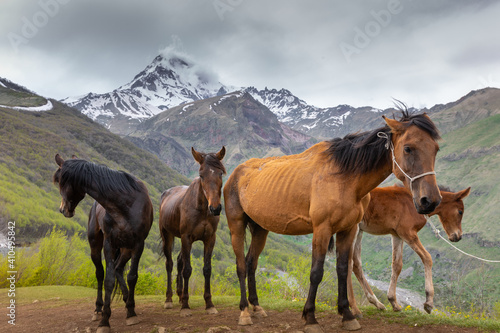 Horses in the mountains  Kazbegi  Georgia