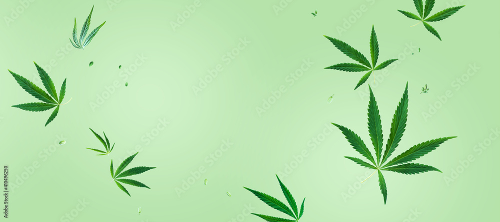 Flying cannabis leaves and seeds at light green background.Creative concept CBD product layout. Long wide banner with copy space.