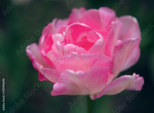 fresh violet tulip flower in spring garden  - close up with fluffy violet petals  tender present with love for spring holidays