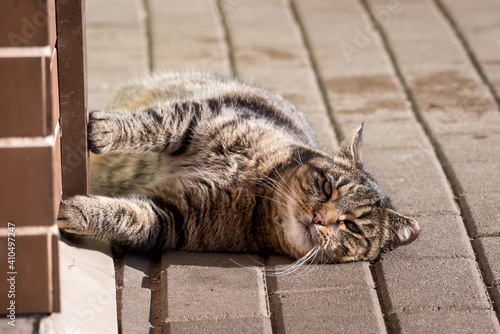 Fototapeta Naklejka Na Ścianę i Meble -  Cat lies on cobblestone.