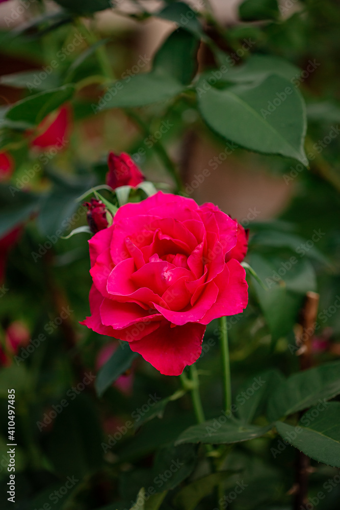 Beautiful roses in the garden, growing different varieties of flowers.