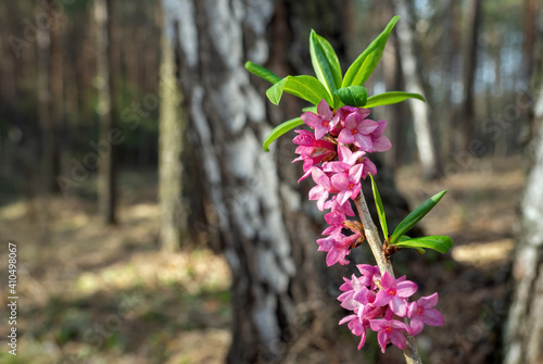 Pink flowers of February daphne, Daphne mezereum in blooming in sunny spring day. Focus on foreground, copy space. photo