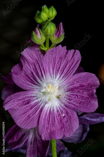 Priscilla Hollyhock  Sidalcea hybrida  Flower