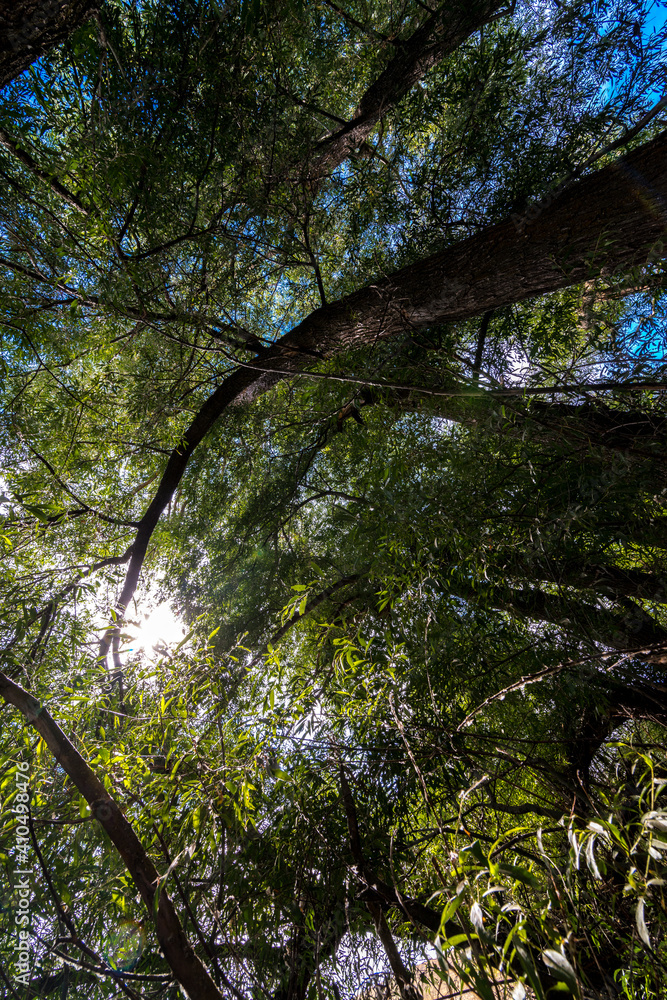 Fototapeta premium Under the Forest Tree Canopy