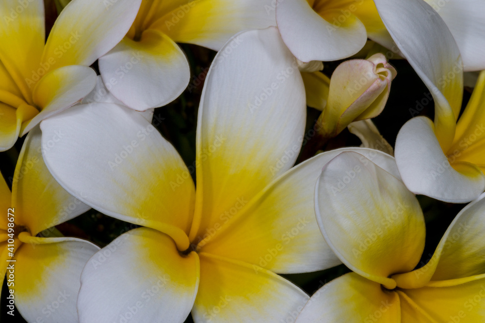 Plumeria, Fragipani (Plumeria rubra) Flowers