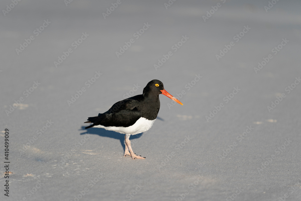 The Pied Oystercatcher (Haematopus leucopodus) The Pied Oystercatcher (Haematopus leucopodus)
