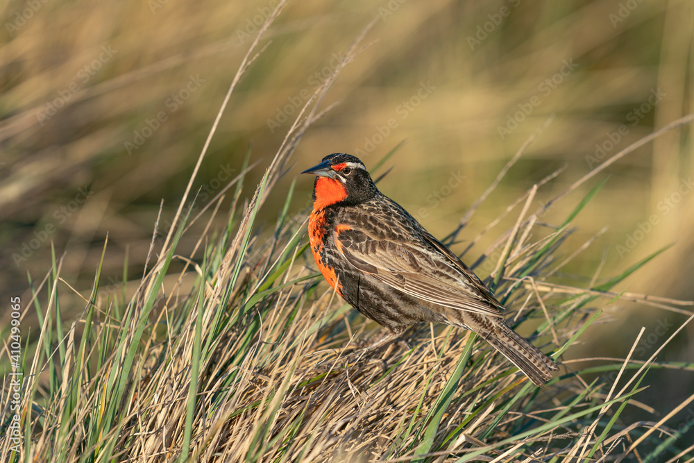The long-tailed meadowlark (Leistes loyca) The long-tailed meadowlark (Leistes loyca)