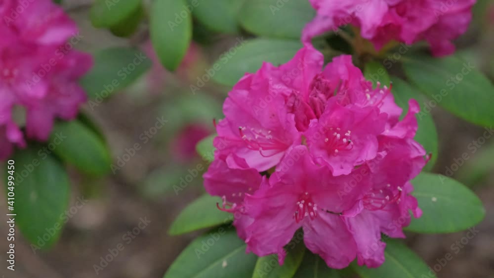 Flowering bush of pink rhododendron. A close-up on blooming pelargonium. Flowering bush of pink rhododendron. A close-up on blooming pelargonium.