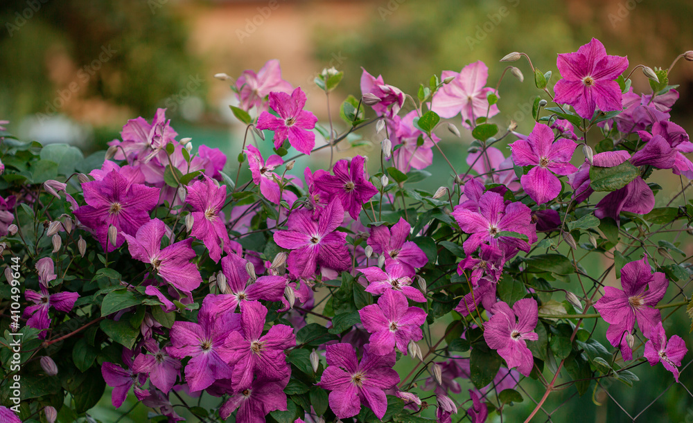 Flowers of perennial clematis vines in the garden. Clematis climbs into the garden near the house. Beautiful purple clematis. Flowers of perennial clematis vines in the garden. Clematis climbs into the garden near the house. Beautiful purple clematis.