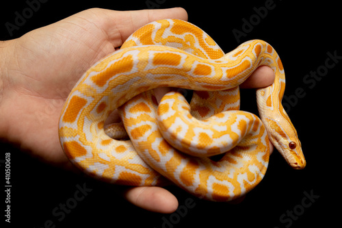 Python molurus bivitattus is one of the largest species of snakes. It is native to a large area of Southeast Asia but is found as an invasive species elsewhere