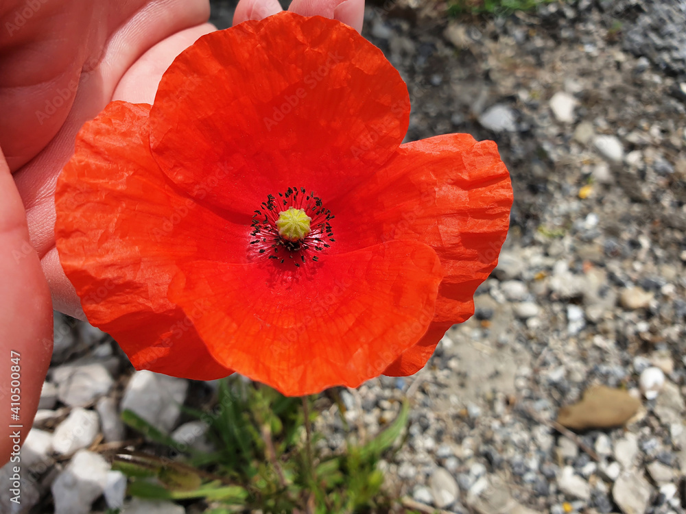 Red poppy flower in hand. Close - up of the red poppy. Red poppy flower in hand. Close - up of the red poppy.