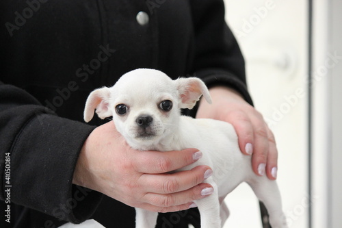 Wallpaper Mural chihuahua puppy in a shirt Torontodigital.ca