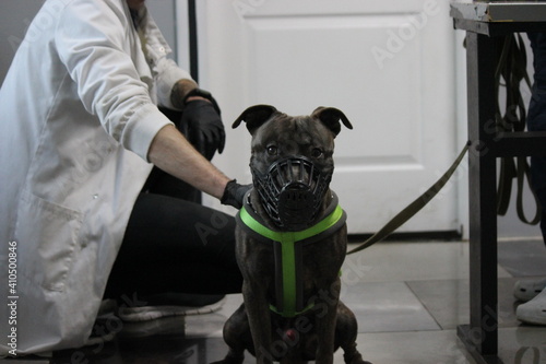 dog in suit with a dog