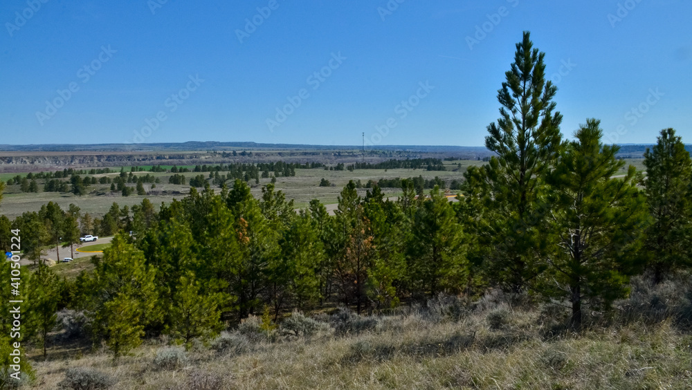 Green pine trees on the hills in a valley among the mountains in Montana, USA