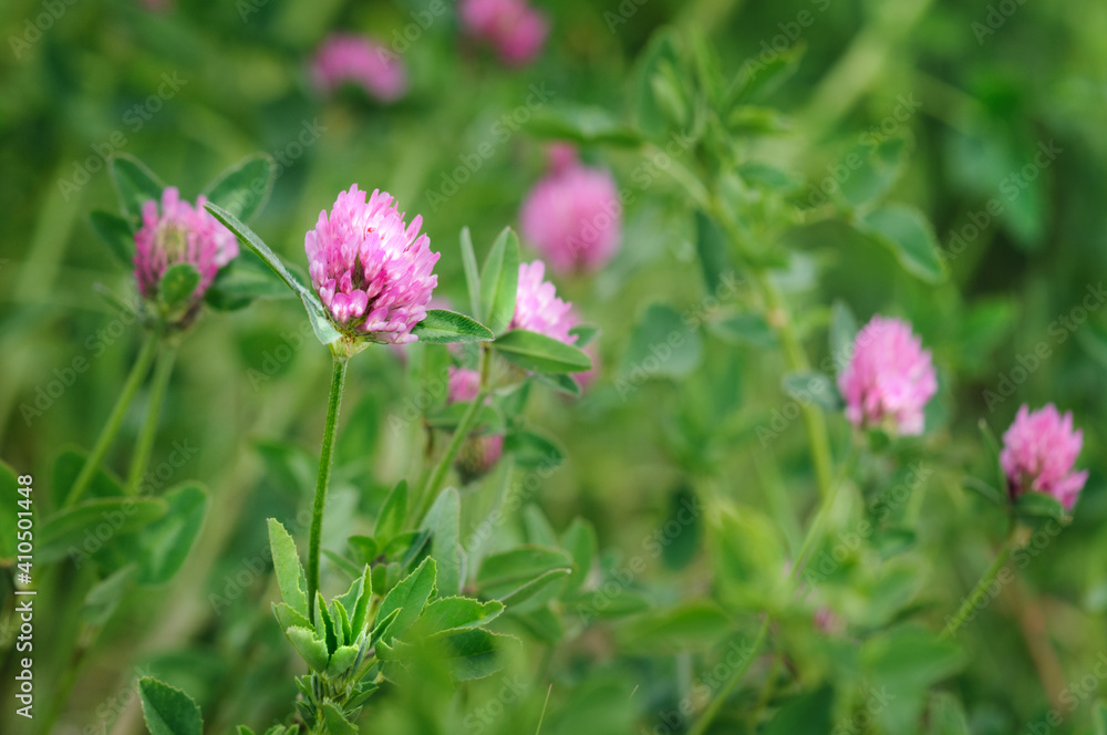 Pink clover in the meadow. Floral background with shallow depth of field. Selective focus. Place for text Pink clover in the meadow. Floral background with shallow depth of field. Selective focus. Place for text