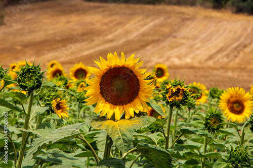 Field of sunflowers. Sunflowers against the Sun. Natural background.