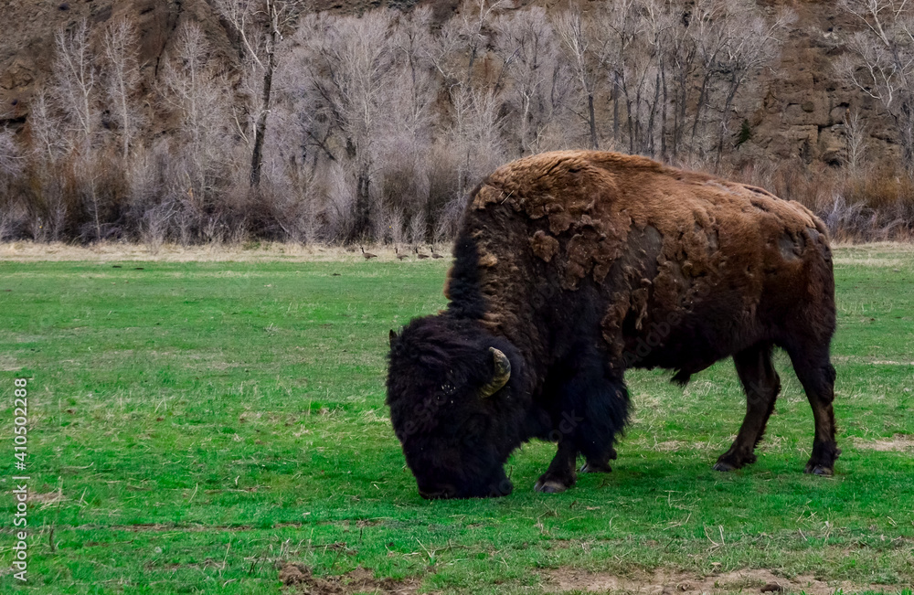 The American bison or buffalo (Bison bison). The Theodore Roosevelt National Park The American bison or buffalo (Bison bison). The Theodore Roosevelt National Park