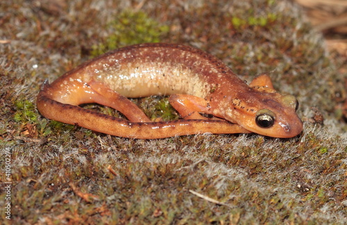 Salamander