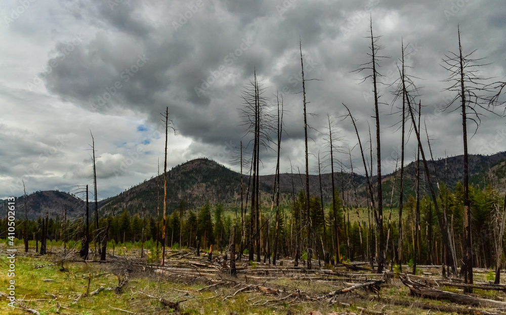 The coniferous forest is recovering after a fire. Burnt pine and spruce trunks against a cloudy sky in Montana The coniferous forest is recovering after a fire. Burnt pine and spruce trunks against a cloudy sky in Montana