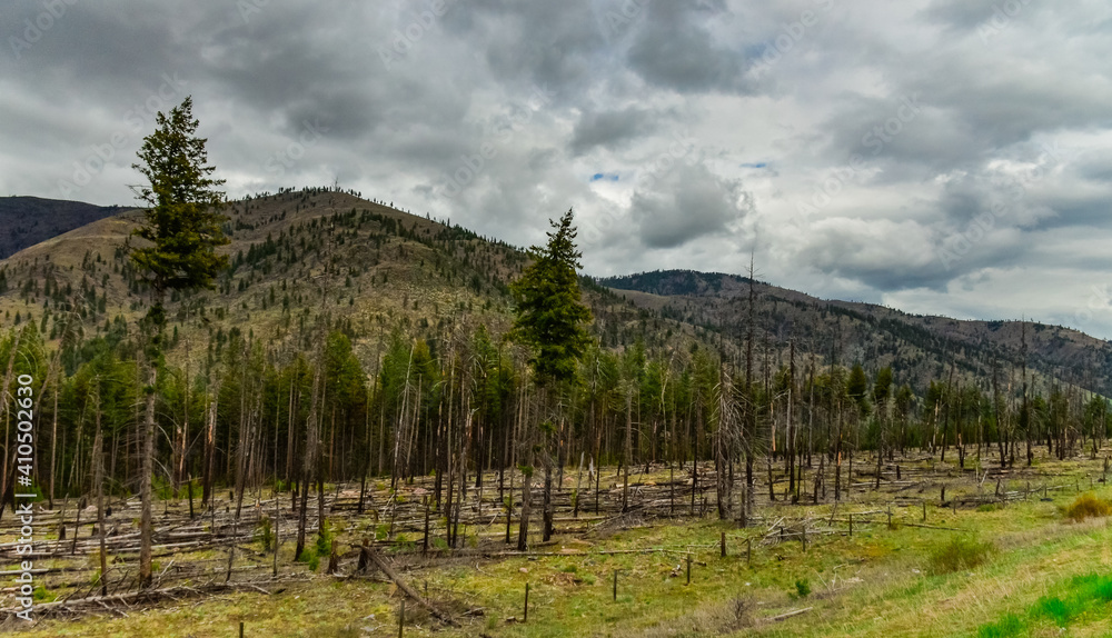 The coniferous forest is recovering after a fire. Burnt pine and spruce trunks against a cloudy sky in Montana The coniferous forest is recovering after a fire. Burnt pine and spruce trunks against a cloudy sky in Montana