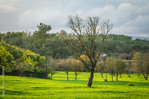 Beautiful winter day in the green fields.Landscape view of the plains in Ribatejo, Portugal
