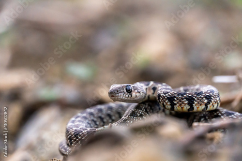 Stock photo of isolated small snake in the forest. Selctive focus.
