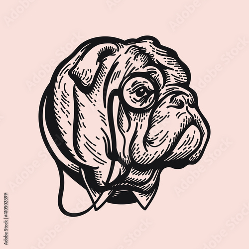 Bulldog illustration dressing as sir with monocle and tie sleeve, vintage engraving style. 