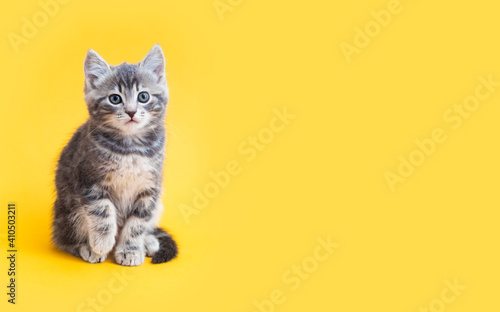 Kitten on color background with copy space. Gray small tabby cat isolated on yellow background © Beton Studio