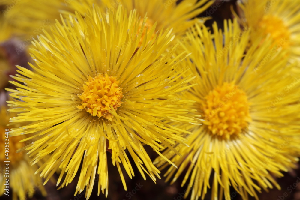 yellow flower yellow flower