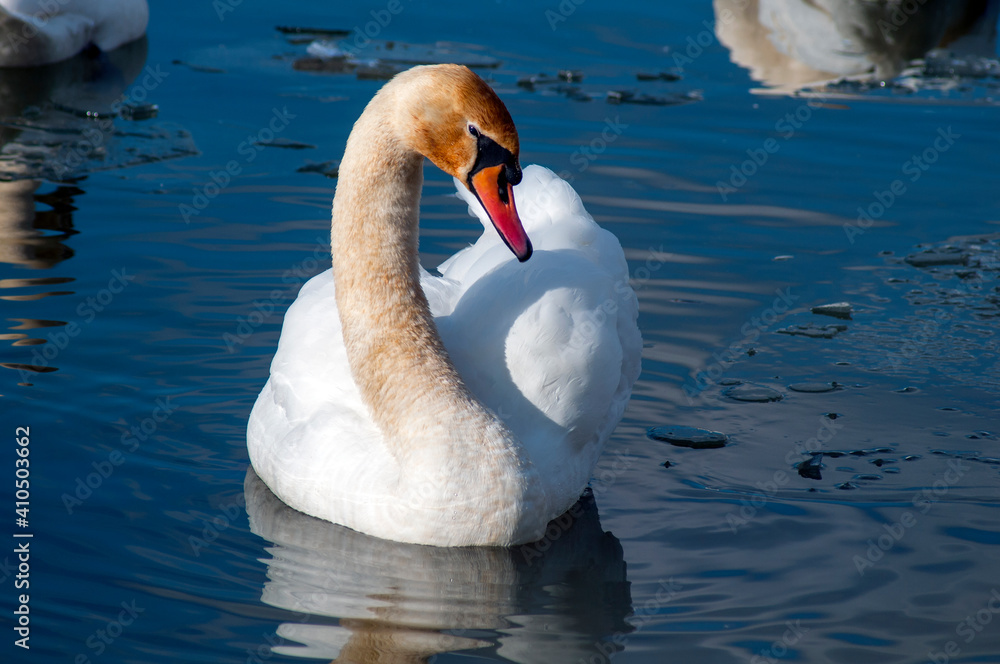Obraz premium A white majestic swan floats in front of a wave of water. Young swan in the middle of the water. Drops on a wet head.
