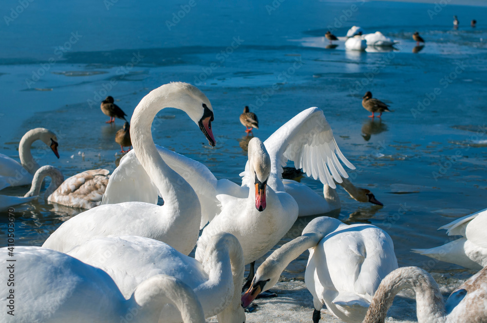 Obraz premium the swan spreads its wings on the shore of the lake under the bright sun