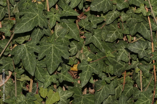 green leaves background