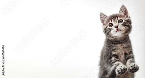Tabby kitten on white background. Beautiful playful baby cat with paws on white background. Pet animal on long web banner with copy space. Kitten pads view from below