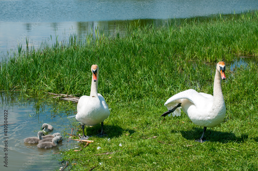 Obraz premium pair of swans with little swans