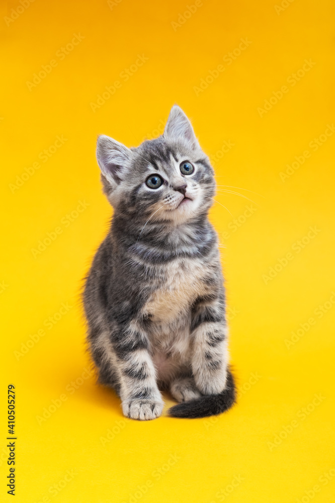 Cute kitten on color yellow background. Gray small tabby cat isolated on yellow background
