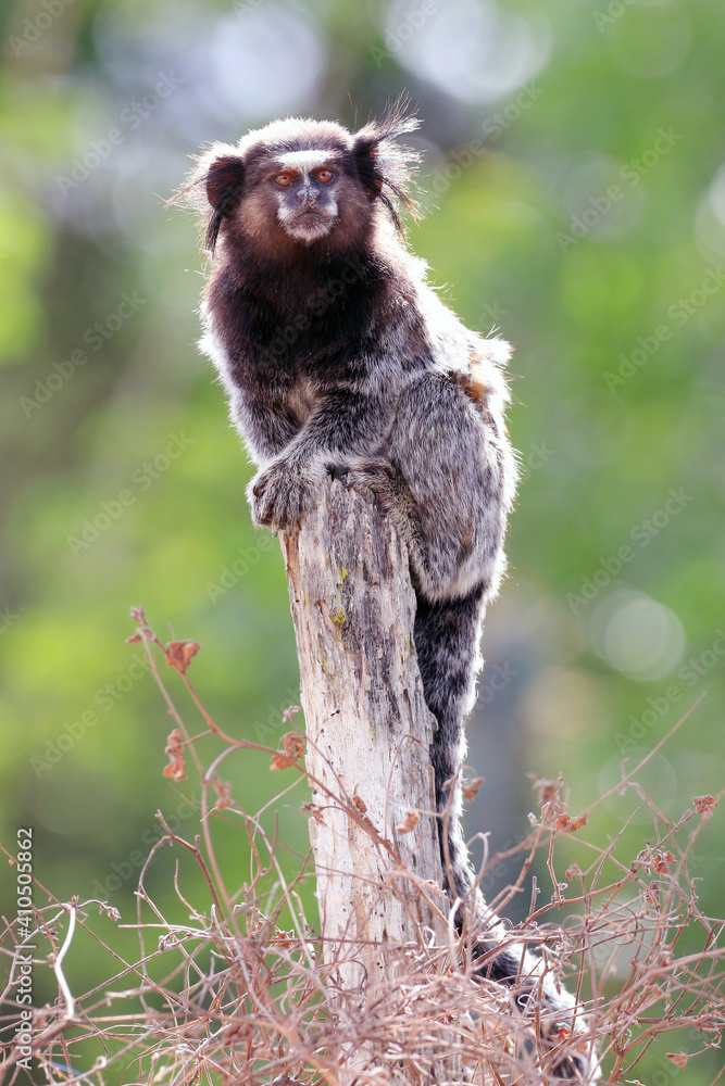 Fototapeta premium Black-tufted marmoset (Callithrix penicillata) standing on a post in the Brazilian caatinga. Conceição do Coite; Bahia.