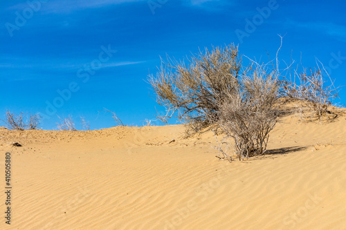 Dune in the Karakum desert. desert plants. Turkmenistan