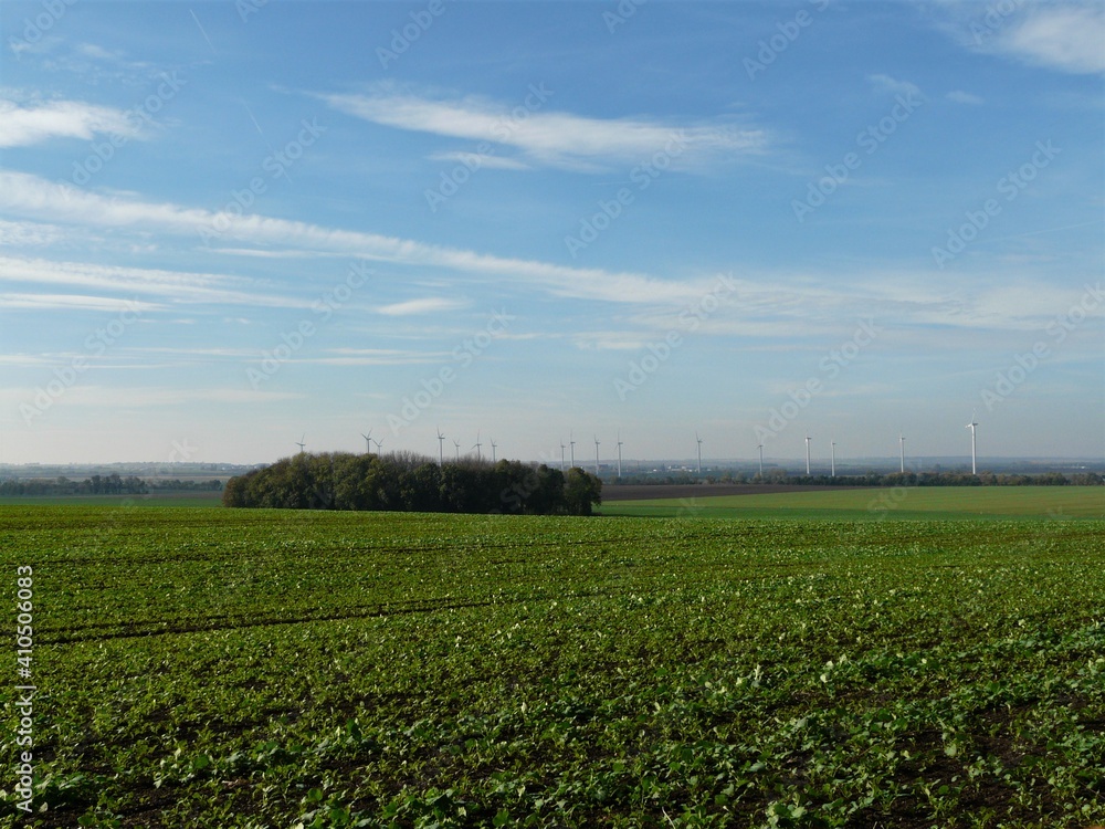 Grünes Feld mit Baumgruppe am Horizont