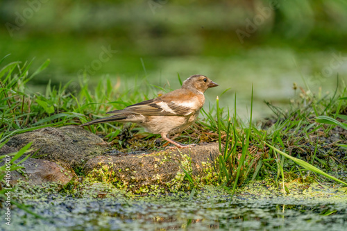 Close-up of a finch sitting in the grass. A pool of water in the green grass. Detailed bird
