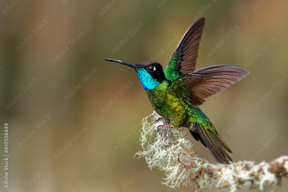 Obraz premium Talamanca (Admirable) Hummingbird - Eugenes spectabilis is large hummingbird living in Costa Rica and Panama. Beautiful green and blue colour, sitting with wide wings and flying