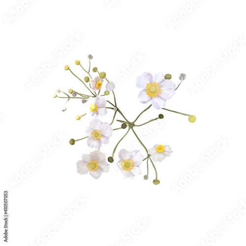 white flowers with a yellow center. bush of white flowers. watercolor 