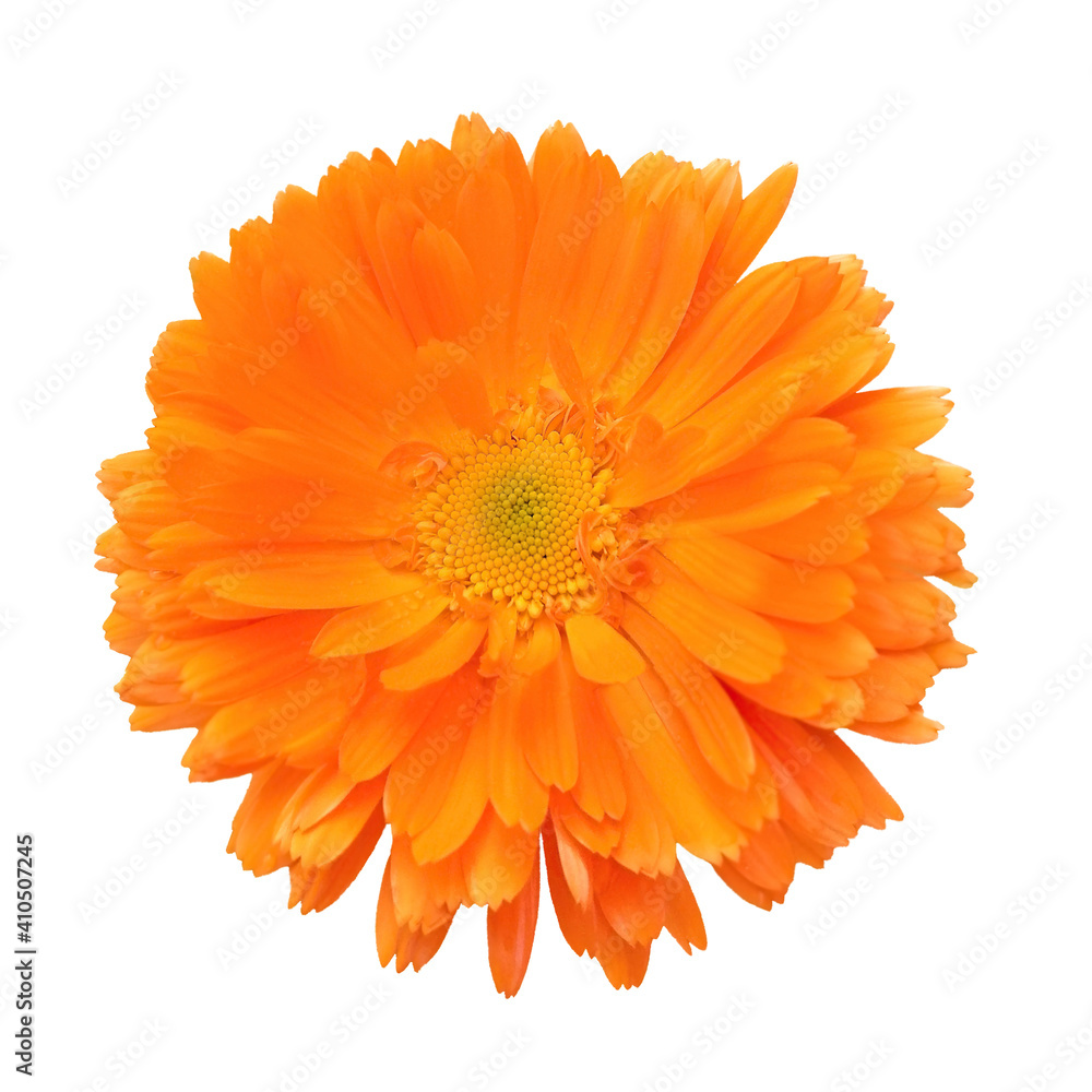 Live flower of yellow-orange full-flowered marigold marigold. Fresh flower is on a white background isolated. Live flower of yellow-orange full-flowered marigold marigold. Fresh flower is on a white background isolated.