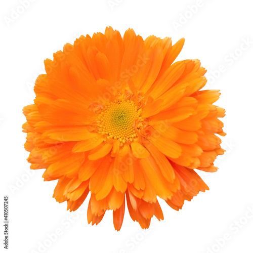 Live flower of yellow-orange full-flowered marigold marigold. Fresh flower is on a white background isolated.
