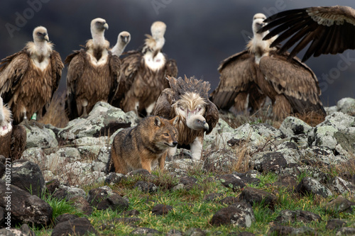 Griffon vultures and golden jackal in the Rodopi mountain range. Vultures are fighting with jackal on the rock. Two scavengers have a conflict.