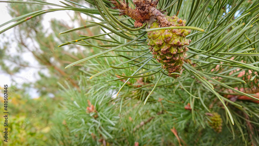 Branch of pine with cone (also known as the maritime pine or cluster pine) Branch of pine with cone (also known as the maritime pine or cluster pine)