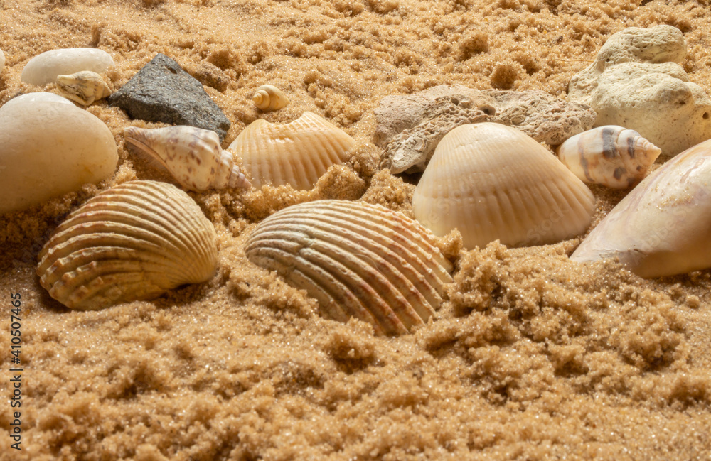 seashells and beach stones on the sand on a sunny day. Marine items on a beach while on vacation. seashells and beach stones on the sand on a sunny day. Marine items on a beach while on vacation.