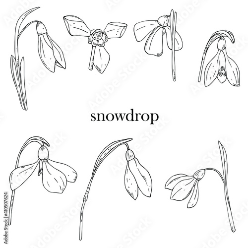 White snowdrops, hand-drawing botanical illustration. Spring flowers. Hand drawing in ink, sketch, outline.