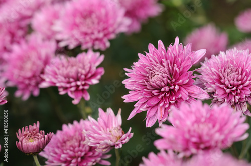 Floral background with pink chrysanthemums. Selective focus.   opy space