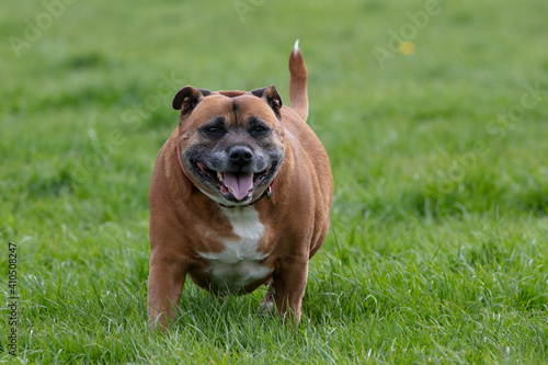 Overweight Staffordshire Bull Terrier